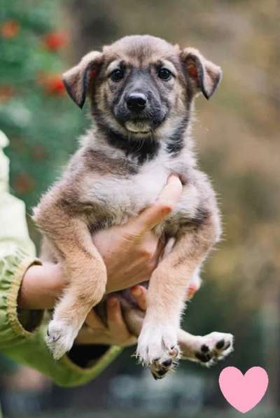 Отдам щенка в добрые руки