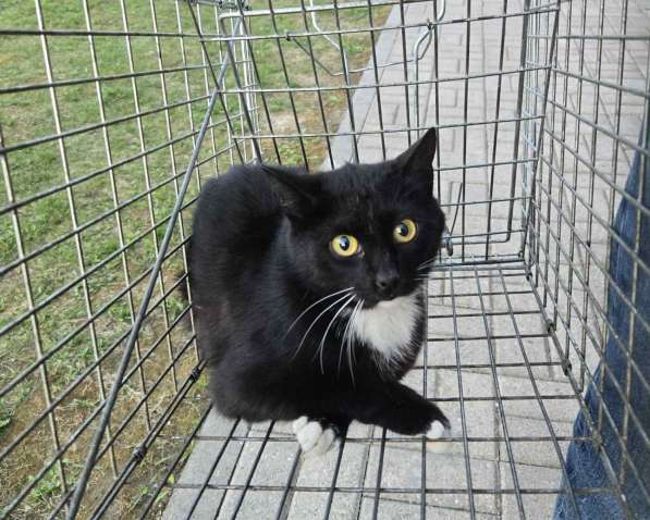 Молодая спокойная кошка в дар