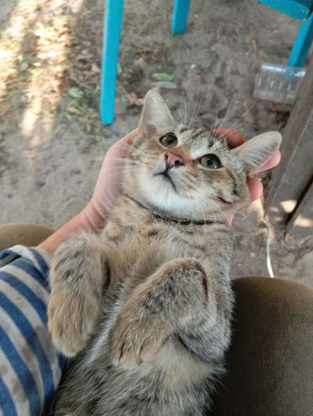 Котенок в дар в фото 4