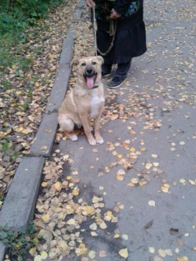 Отдам даром Ищем дом для Ладушки в Санкт-Петербурге фото 6