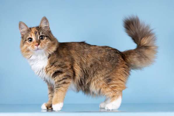 Для котёнка-подростка Фионы ищем самые добрые руки в Москве