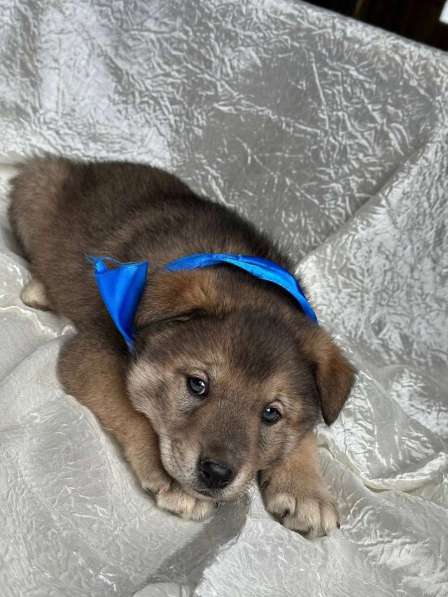 Щeнки-мeдвeжатa в добрые руки! в Москве фото 5