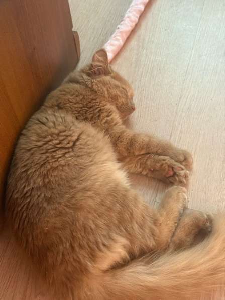 Отдам котенка