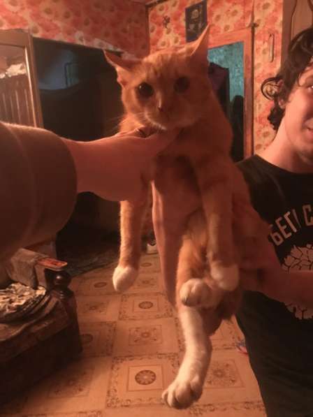 Отдать кота 1 год