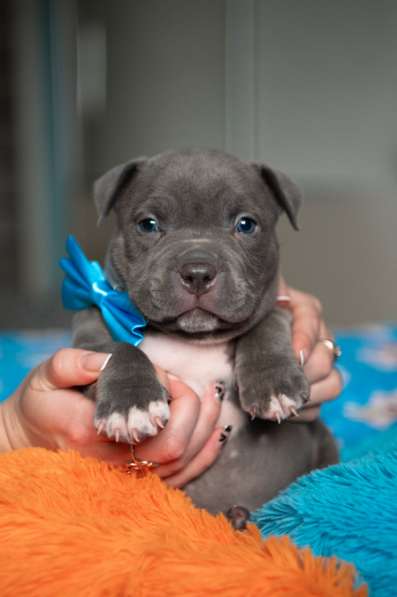 Американский Булли в Челябинске