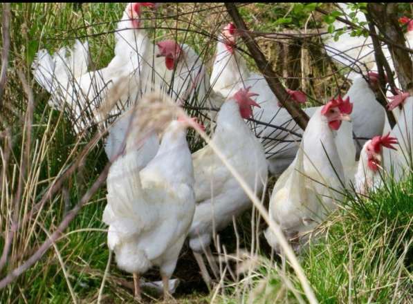 Куры несушки в Сальске