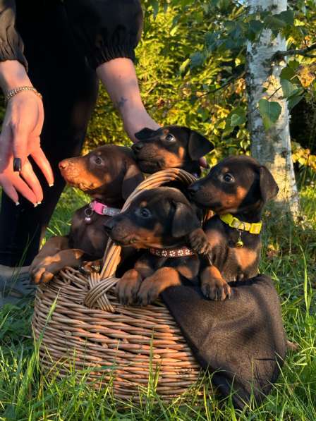 Щенки добермана
