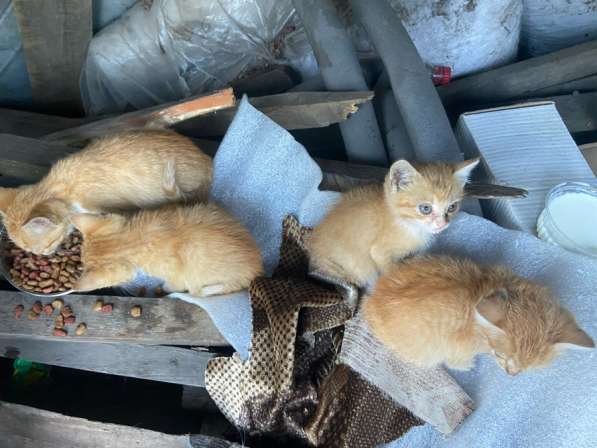 Котята