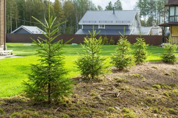 Сосны Крупномеры в Уфе фото 3