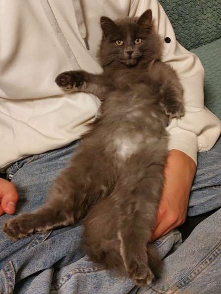 Красивая пушистая кошечка-подросток в Санкт-Петербурге фото 6