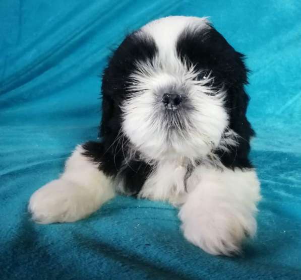 Щенок Ши-тцу из питомника продается. Мальчик Бело-черный