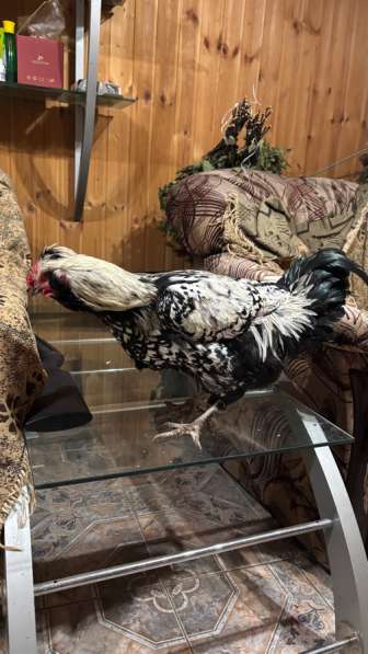 Петушки в Бронницах