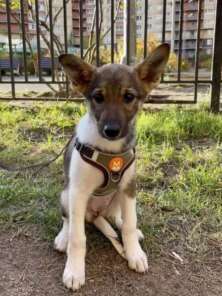 Снежа – Плюшевая Нежность и Комочек Обаяния!