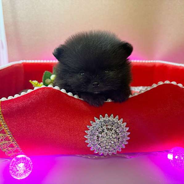 Щенки померанского шпица в Москве фото 5