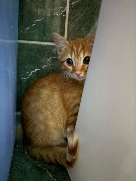 Ставрополь, котики в добрые руки в Ставрополе