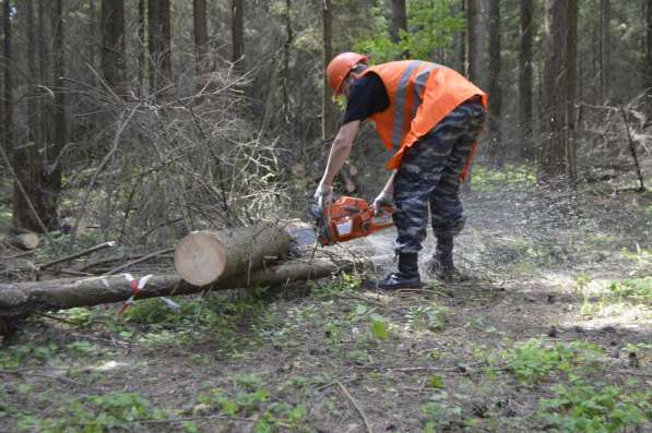 Спил деревьев в Воронеже фото 6