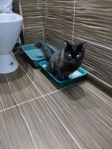 Отдам черного котенка в Красноярске фото 3