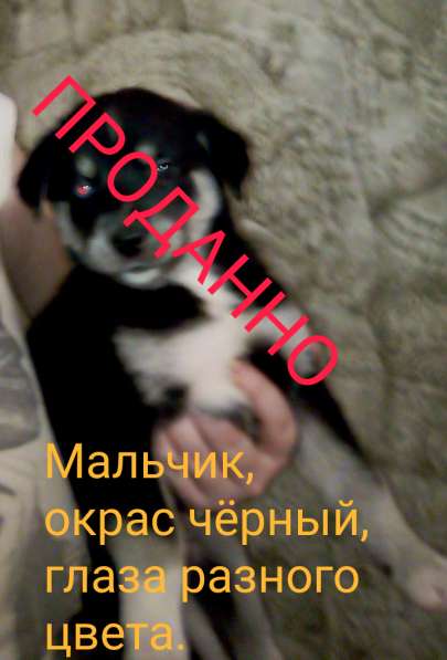 Продам щенков хаски, метисы в Хабаровске фото 7