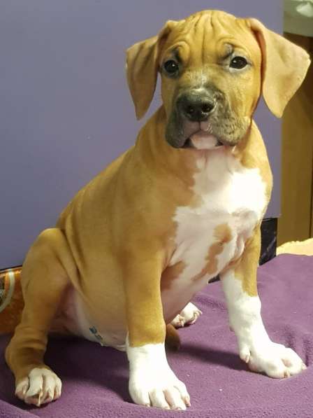 Стаффордширский терьер МАЛЬЧИК в Москве фото 8