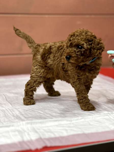 Карликовый Пудель Poodle в фото 19