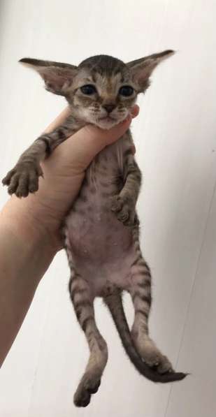 Элитный Девон-Рекс. Кудрявый лесной в Санкт-Петербурге фото 49