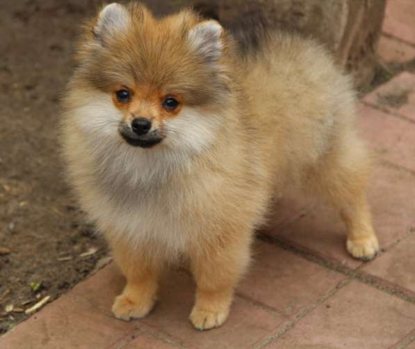 Щенки шпица в Раменское фото 33