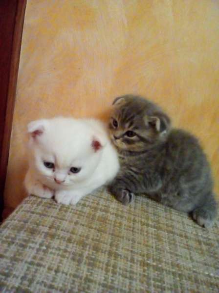 Шотландский Котёнок в Воронеже фото 7