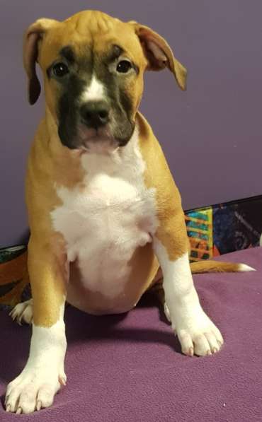 Стаффордширский терьер ДЕВОЧКА в Москве фото 7