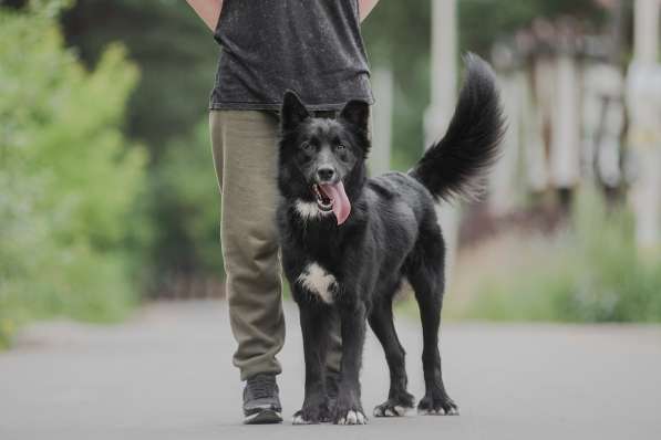 Красивый чёрный пёс в добрые руки в Москве