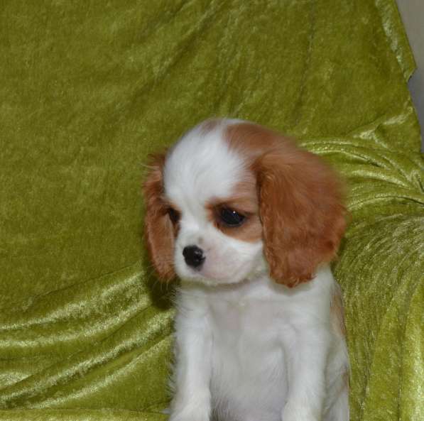 Продается щенок кавалер кинг чарльз спаниеля в Калининграде фото 5