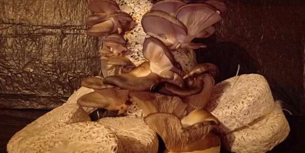 Мицелий семена грибов вешенки штамм КЧ 1000 тг 1кг