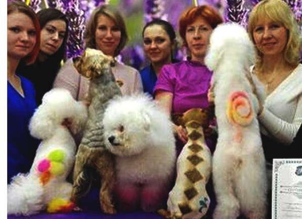 Зоосалон &Модный друг. Стрижка собак и кошек. Чистка зубов в Москве фото 14