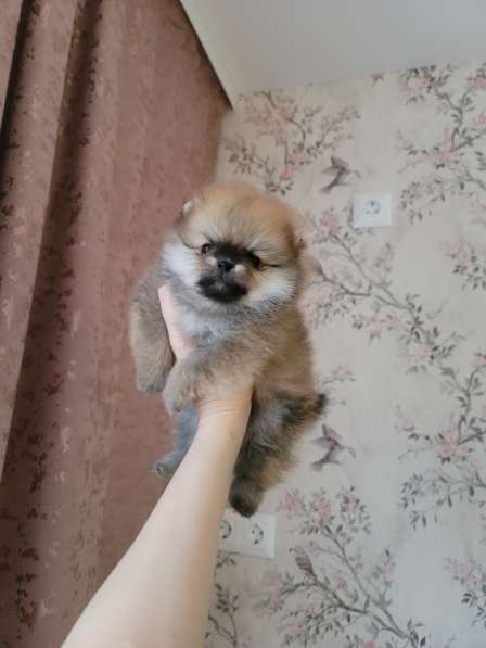 Щенки шпица крем и рыжие