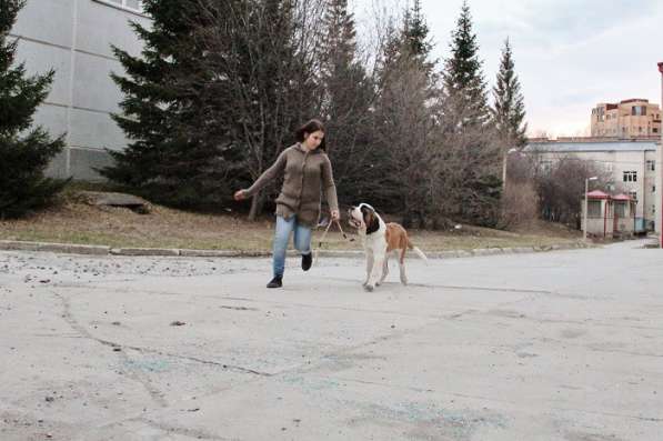 Общий курс послушания и ринговая дрессировка собак в Новосибирске фото 9