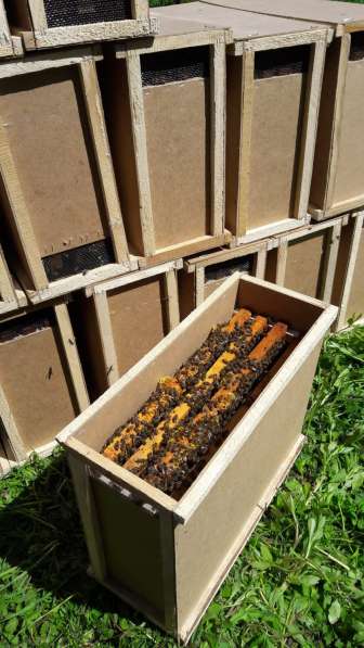 Пчелопакеты на весну 2020 года с доставкой в фото 4