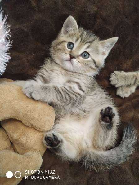 Шотландские котята в Москве фото 22