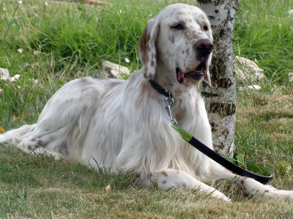 Английский сеттер щенки из элитного питомника в Москве фото 29