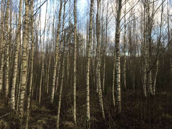 Часть леса в Сергиевом Посаде