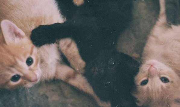 Пушистое чудо в Тамбове