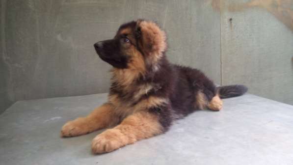 Щенок немецкой овчарки девочка с родословной в Симферополе фото 18