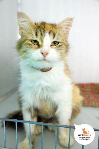 "Свой парень" Пташка