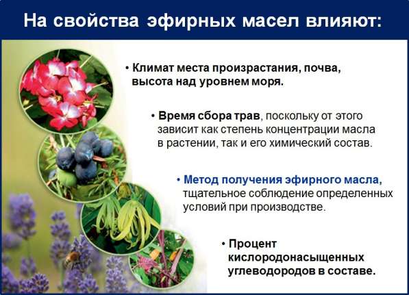 Аромабизнес в Симферополе фото 4
