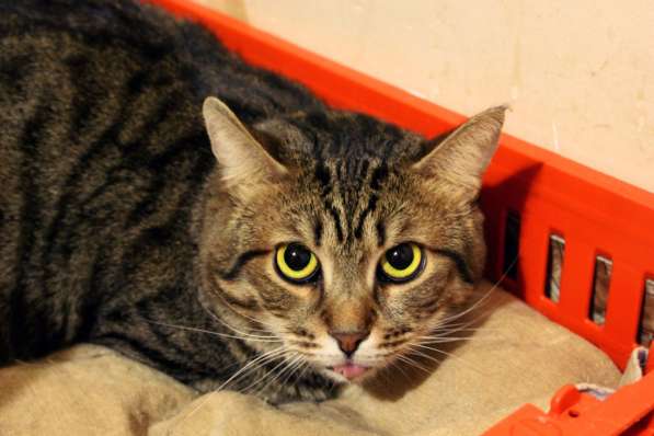 Скоро ли Стенли встретит своего хозяина в Москве