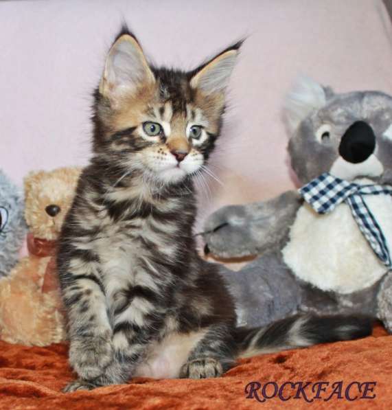 Котик мейн-кун от титулованных родителей в Астрахани фото 5