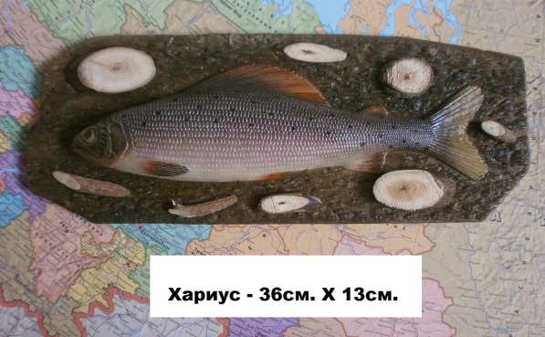 Муляжи рыб в Новосибирске фото 16