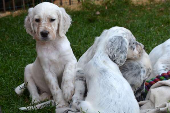 Английский сеттер щенки из элитного питомника в Москве фото 167