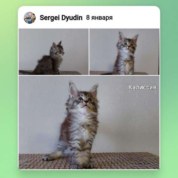 Котята Мейн Кун в Нижнем Новгороде фото 12