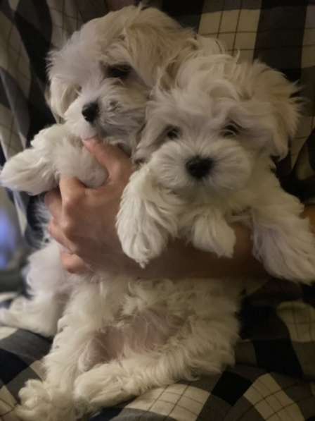 Мальтийская болонка в Ставрополе фото 5