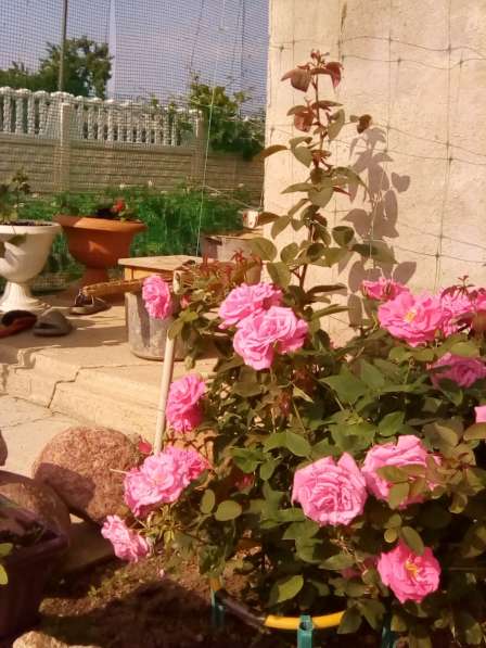 Обменяю или продам в Нижнем Новгороде фото 15