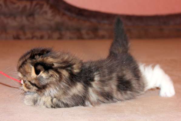 Шотландский вислоухий котёнок Нектар) в Екатеринбурге фото 11